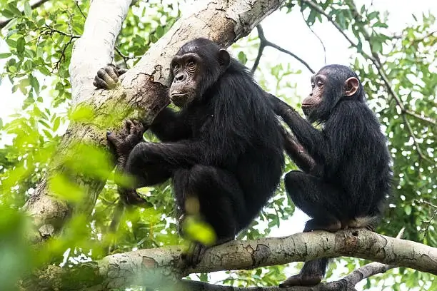chimpanzee trekknig